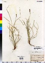 Carex pensylvanica image