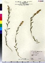 Genista tinctoria image