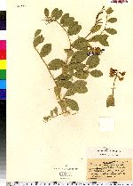 Lathyrus japonicus image