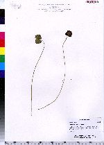 Image of Nymphoides cristata