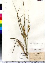 Carex rostrata image