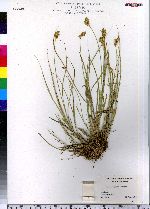 Carex scoparia image