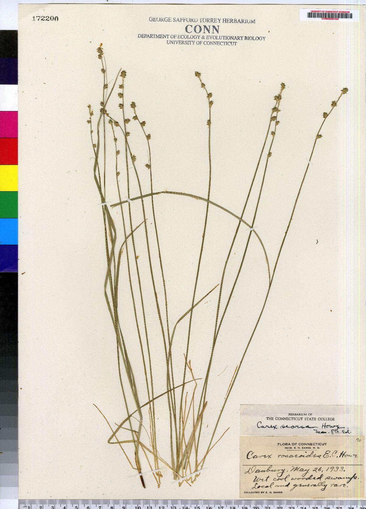 Carex rosaeoides image