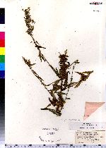 Cuscuta polygonorum image