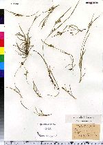 Carex aurea image