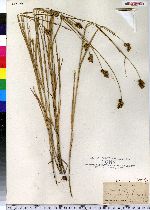 Carex bebbii image