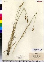 Carex brevior image