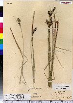 Carex fusca image