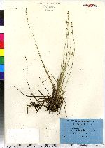 Carex canescens image