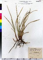 Carex rigida image