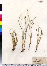 Carex debilis var. rudgei image