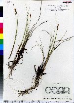 Carex diandra image