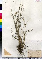 Carex oederi image