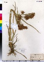 Cyperus esculentus image