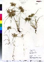 Cyperus filicinus image