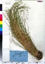 Eleocharis obtusa image