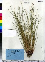 Eleocharis obtusa image