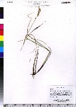 Anthoxanthum monticola ssp. alpinum image