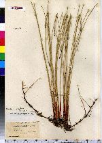 Eleocharis palustris image