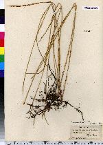 Eleocharis palustris image