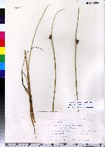 Schoenoplectus americanus image