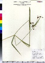 Scirpus atrovirens image