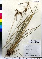 Scirpus longii image