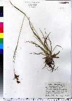 Scirpus pendulus image