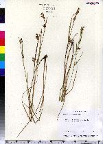 Scleria reticularis image