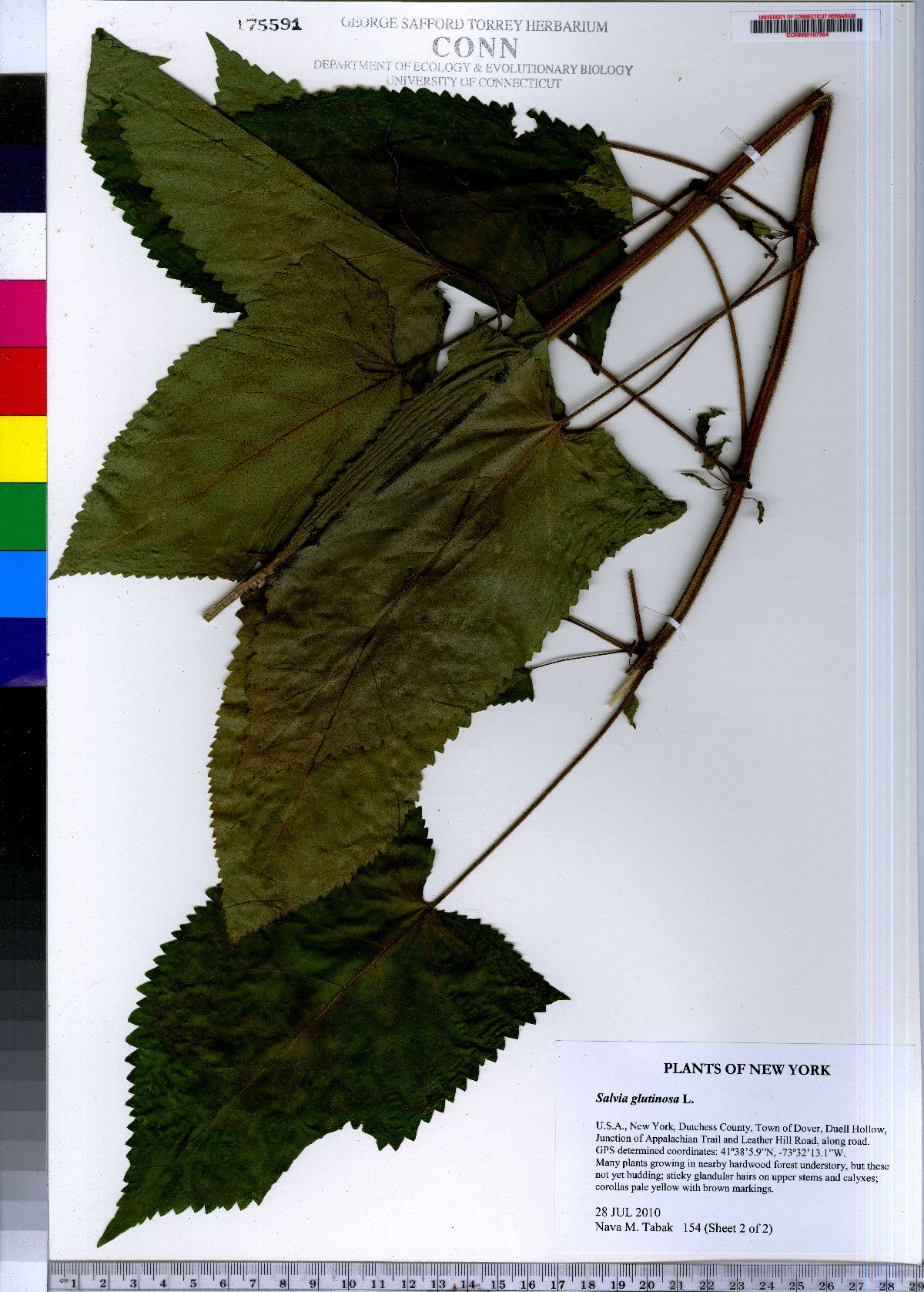 Salvia glutinosa image