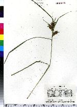 Carex lupuliformis image