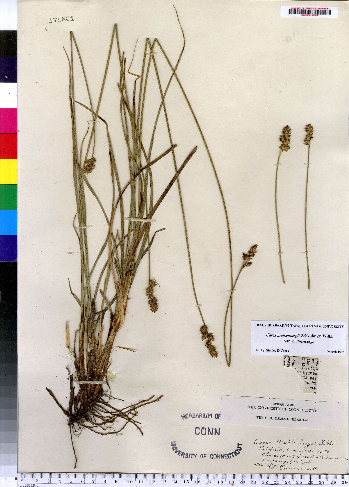 Carex muehlenbergii image