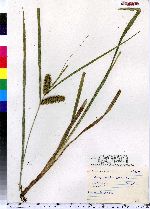 Carex pseudocyperus image