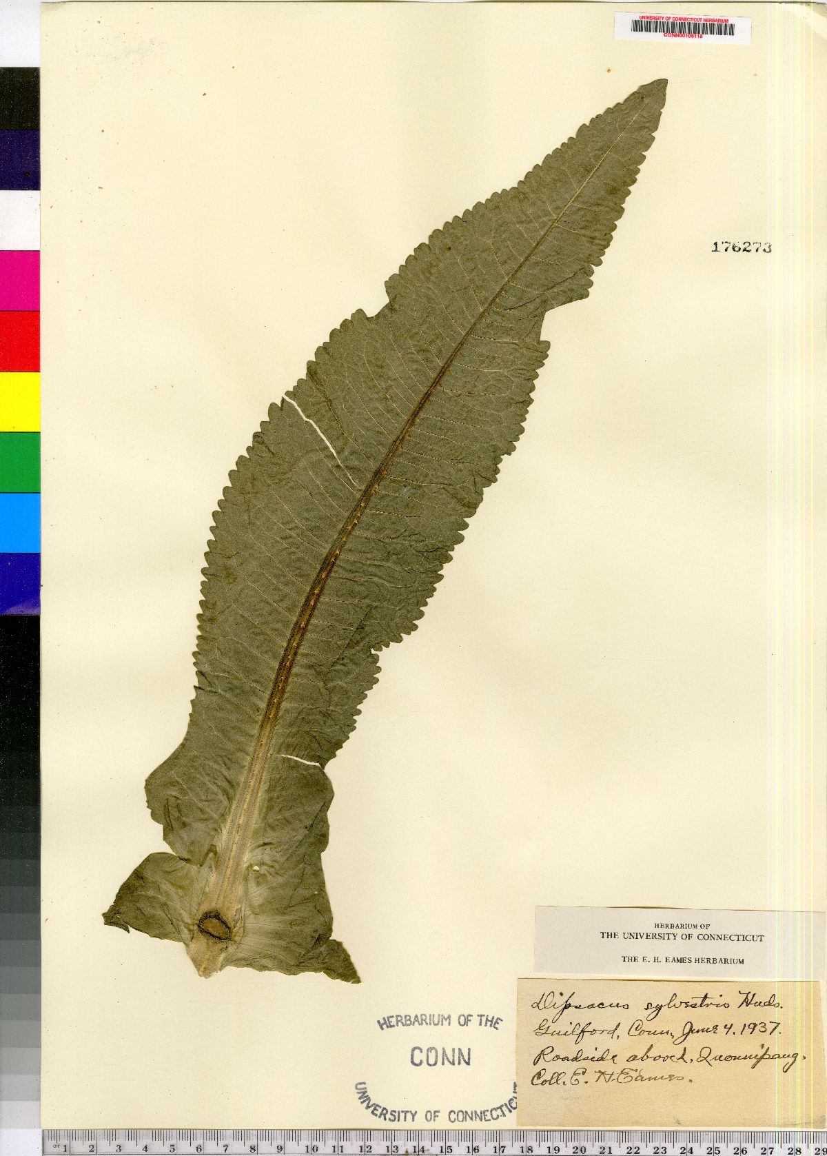 Dipsacus fullonum image