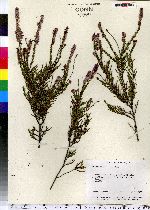 Calluna vulgaris image