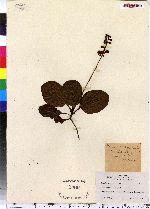 Pyrola elliptica image