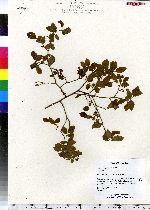 Vaccinium pallidum image