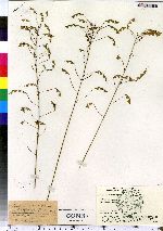 Desmodium nudiflorum image