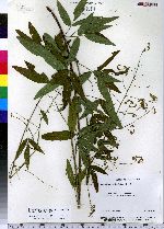 Desmodium paniculatum image