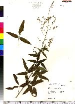 Desmodium paniculatum image