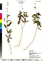 Desmodium paniculatum image