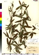 Desmodium paniculatum image