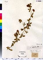 Trifolium aureum image