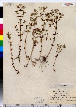 Hypericum mutilum image