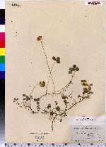 Trifolium repens image