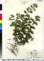 Mentha arvensis image