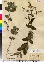 Mentha rotundifolia image