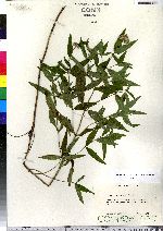 Pycnanthemum clinopodioides image