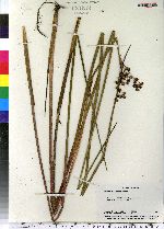 Juncus militaris image