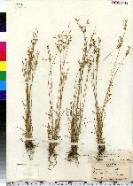 Juncus tenuis image